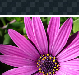 Jardin Elfique - Fleuriste