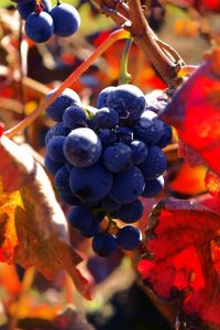 Flexi Wines