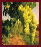 Charvins