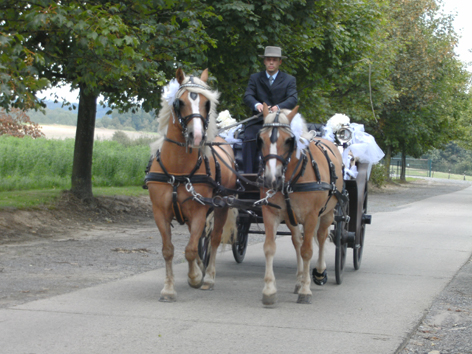 Caleche Haflingers